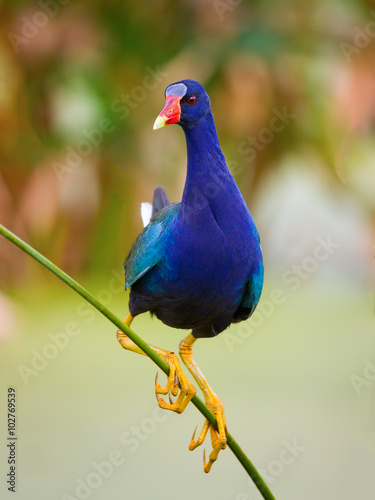 Purple Gallinule at Green Cay Nature Center. Boynton Beach, Florida.