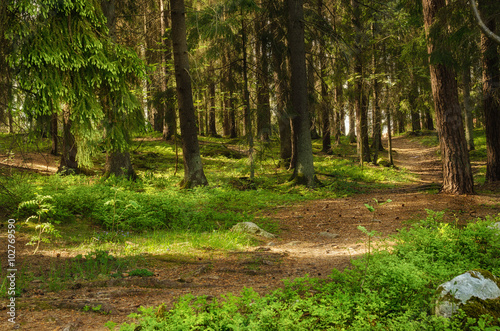 Fototapeta Naklejka Na Ścianę i Meble -  North scandinavian pine forest with path and stones, Sweden natural travel outdoors background