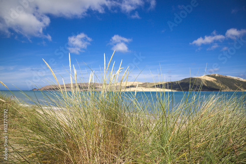 Fototapeta Naklejka Na Ścianę i Meble -  Strand in Neuseeland