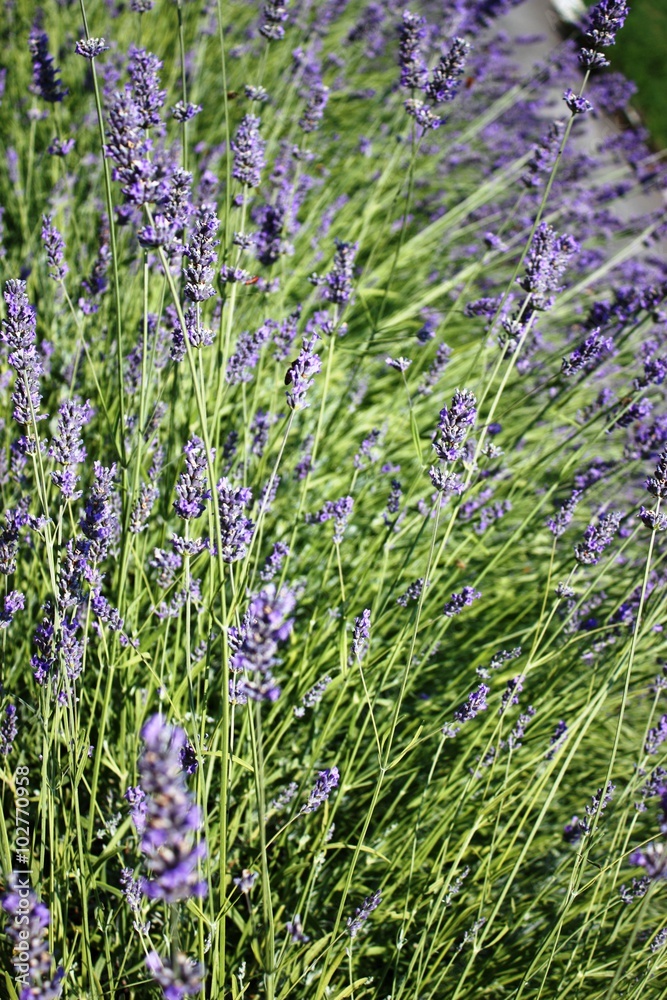 Naklejka premium Blue lavender in summer