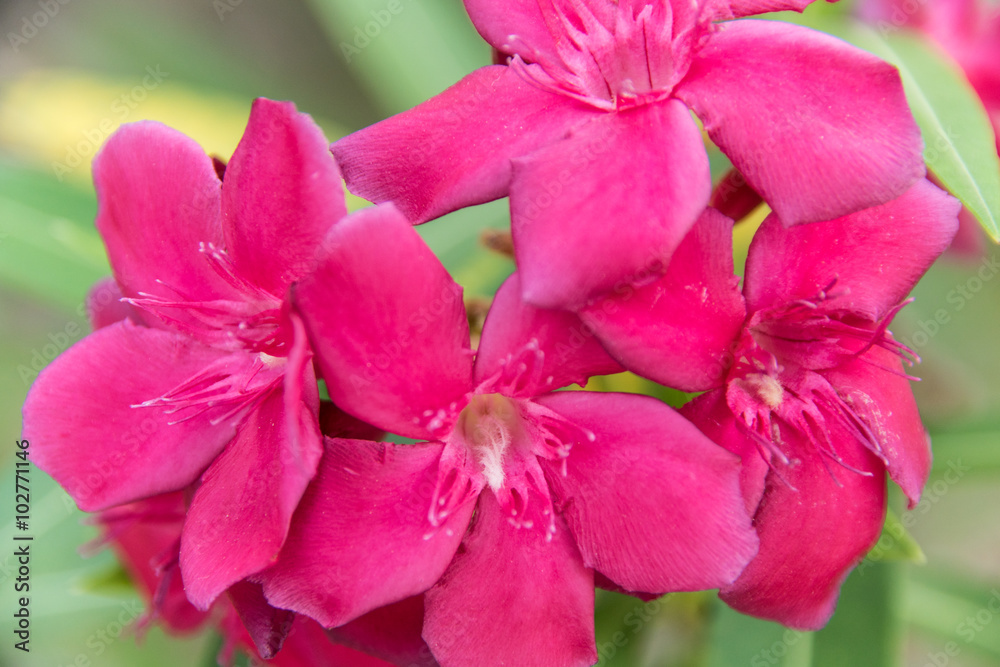 exotic tropical purple flowers in Tanzania, Africa exotic tropical purple flowers in Tanzania, Africa