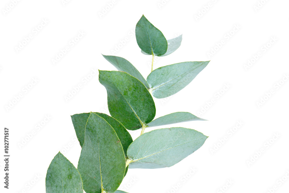Naklejka premium eucalyptus isolated on white