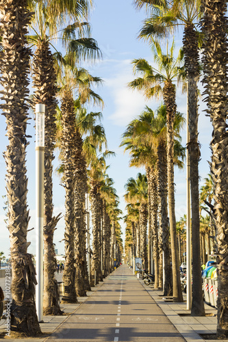 Photography Promenade with palms