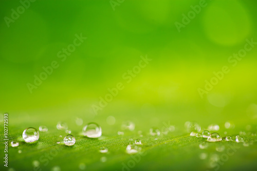 Rain drops over fresh green leaf texture, natural background