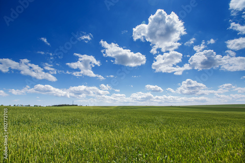Wheat field. Green grass and blue sky with clouds