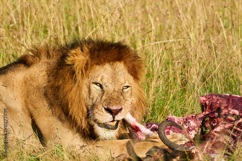 Male lion feeds