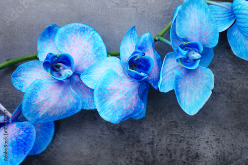 Fototapeta Naklejka Na Ścianę i Meble -  Beautiful blue orchid flowers on grey background, close up