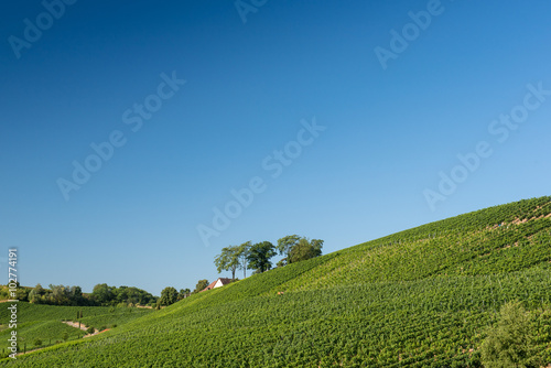 Beautiful Vineyard Landscape In Ihringen, South Germany