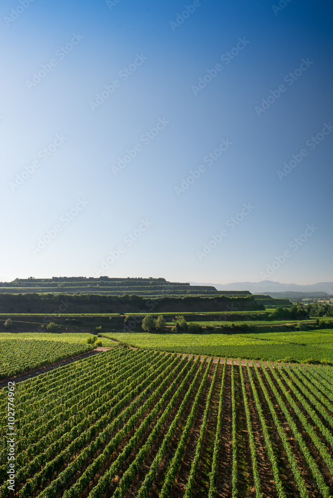 Beautiful Vineyard Terraces In Ihringen, South Germany