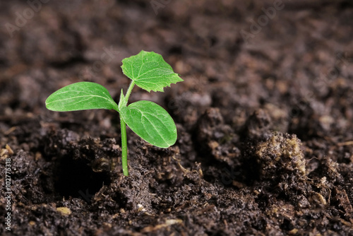 Принти на полотні small green seedling in the ground