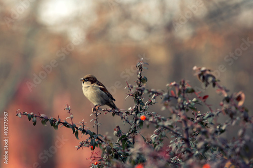 Small sparrow on branch of rowan on blurred background