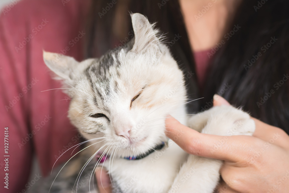 woman play with her kitten woman play with her kitten