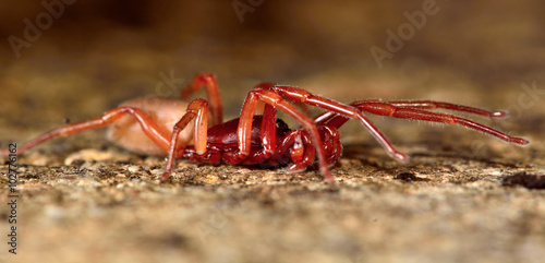 Woodlouse spider (Dysdera crocata) stretched out. A specialist woodlouse hunter in the family Dysderidae 