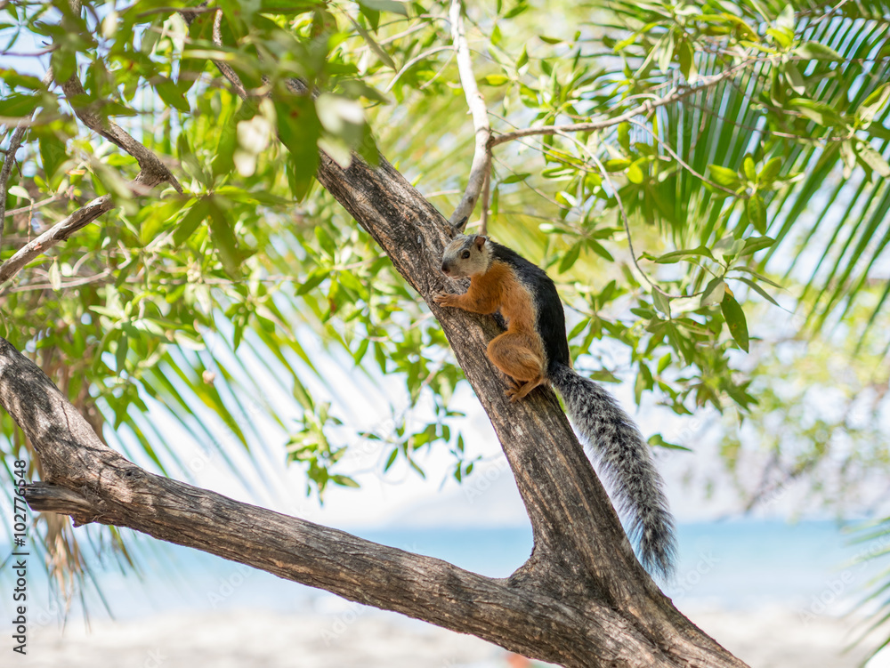 Sciurus on a Tree