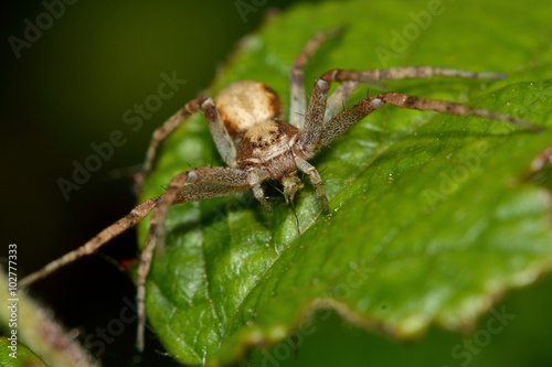 Philodromus dispar crab spider. An attractively marked spider in the family Thomisidae, with layout of eyes visible 