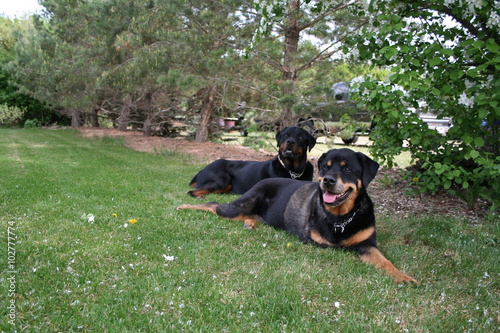Fototapeta Naklejka Na Ścianę i Meble -  2 dogs laying in a yard