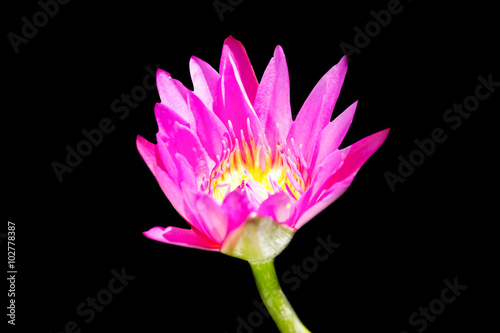 Pink Lotus Flower isolated on black background