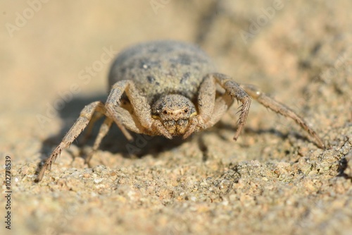 Crab spider in Azerbaijan camouflaged against desert. A spider most likely in the family Thomisidae, coloured to blend in against dry ground on hills near Baku, capital of Azerbaijan 