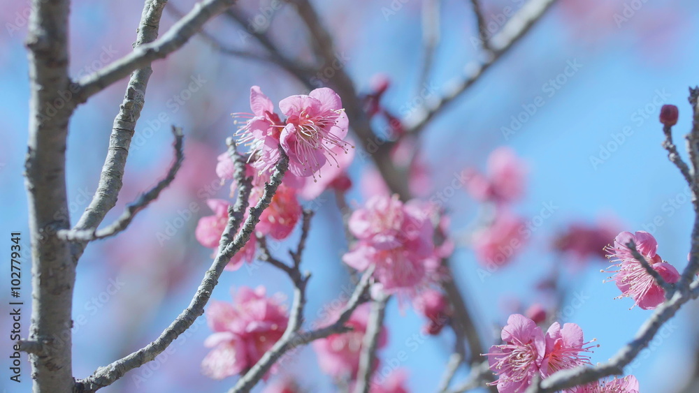 Japanease Red Plum,in Showa Memorial Park,Tokyo,Japan,Filmed in 4K Japanease Red Plum,in Showa Memorial Park,Tokyo,Japan,Filmed in 4K