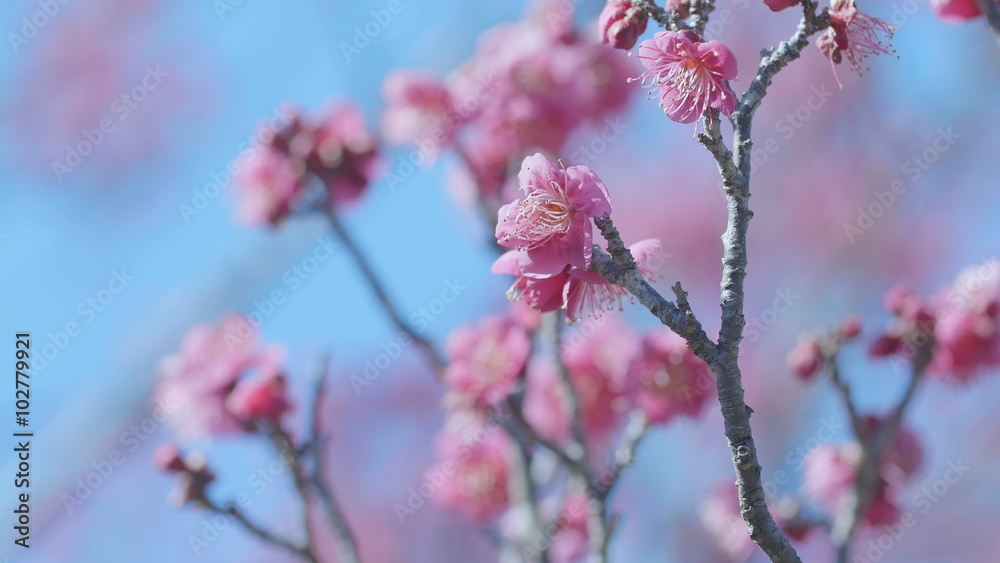 Japanease Red Plum,in Showa Memorial Park,Tokyo,Japan,Filmed in 4K Japanease Red Plum,in Showa Memorial Park,Tokyo,Japan,Filmed in 4K