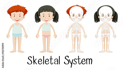 Skeletal system of boy and girl