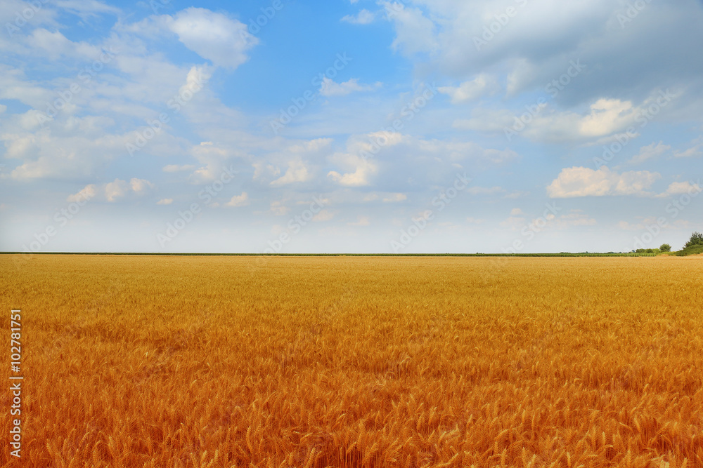 Wheat field against a blue sky