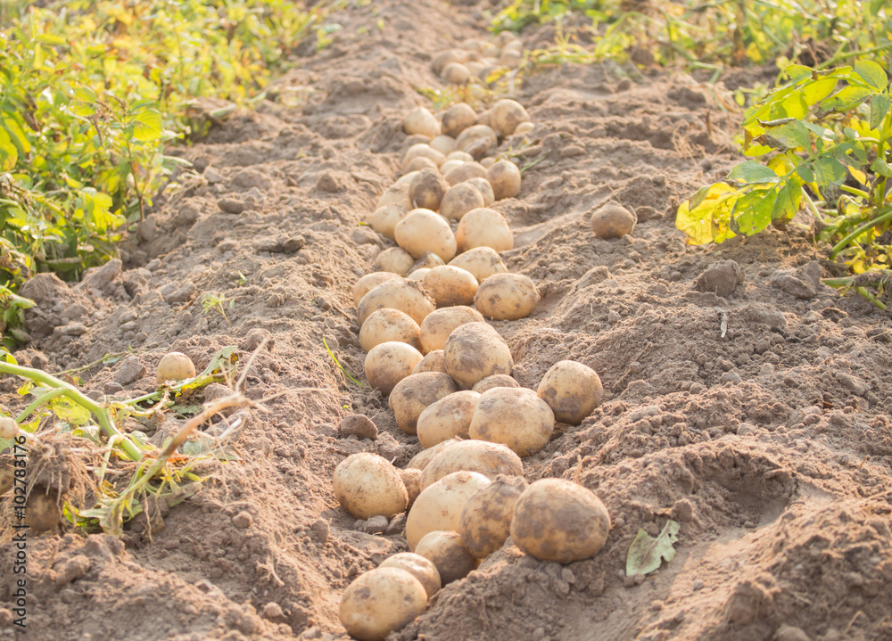 Potato in field