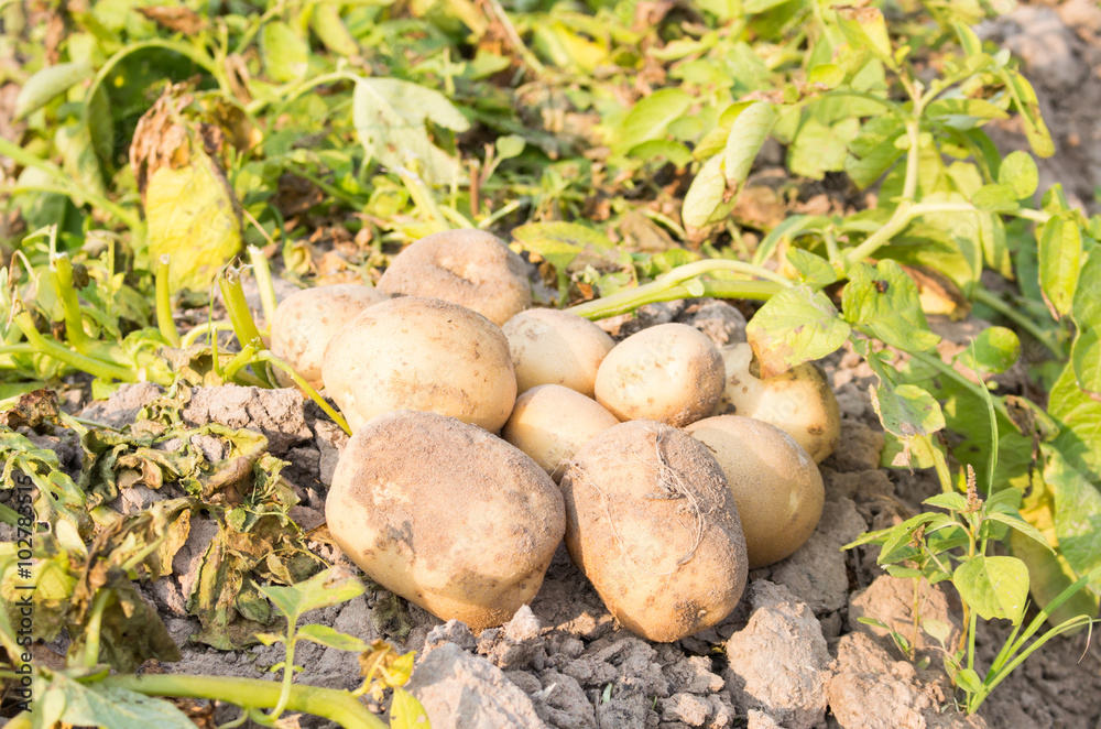 Potato in field