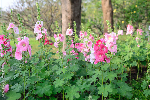 Beautiful pink hollyhock flowers in garden.