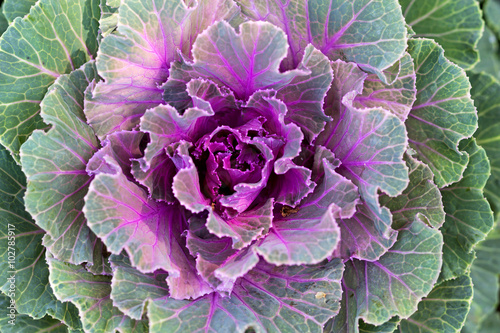 Decorative cauliflower