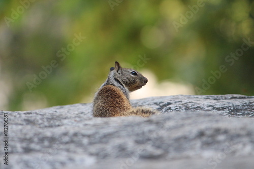 Grey Squirrel On Boulder