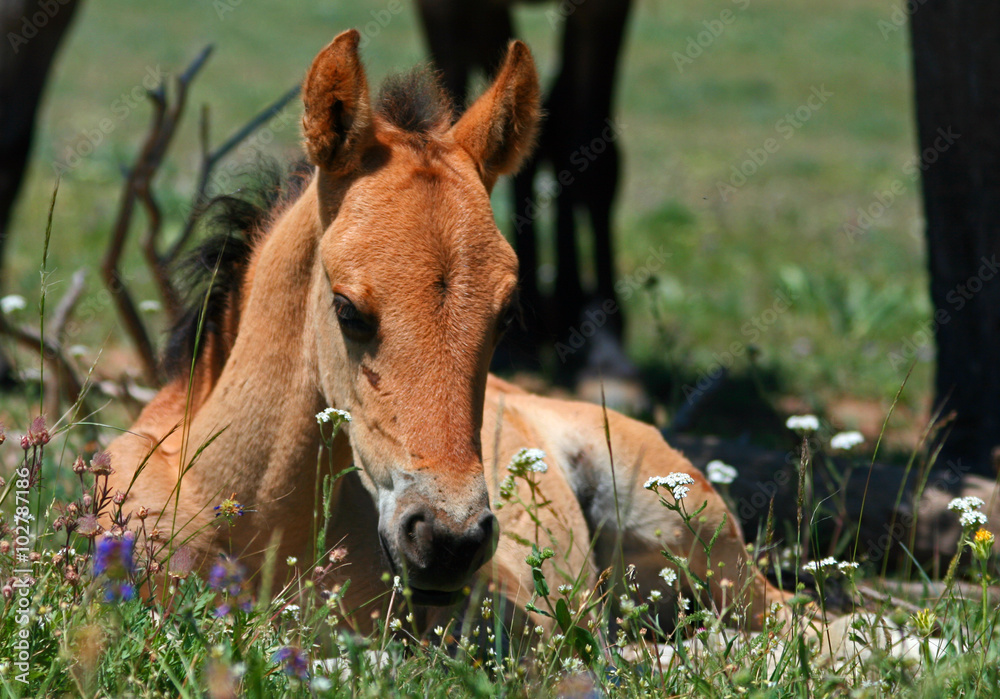 Wild Horse Mustang Buckskin Baby Colt Foal on Pryor Mountain Montana USA Wild Horse Mustang Buckskin Baby Colt Foal on Pryor Mountain Montana USA