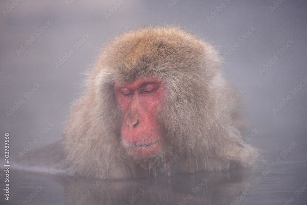 Naklejka premium SNOW MONKEY(地獄谷野猿公苑) JIGOKUDANI MONKEY PORK