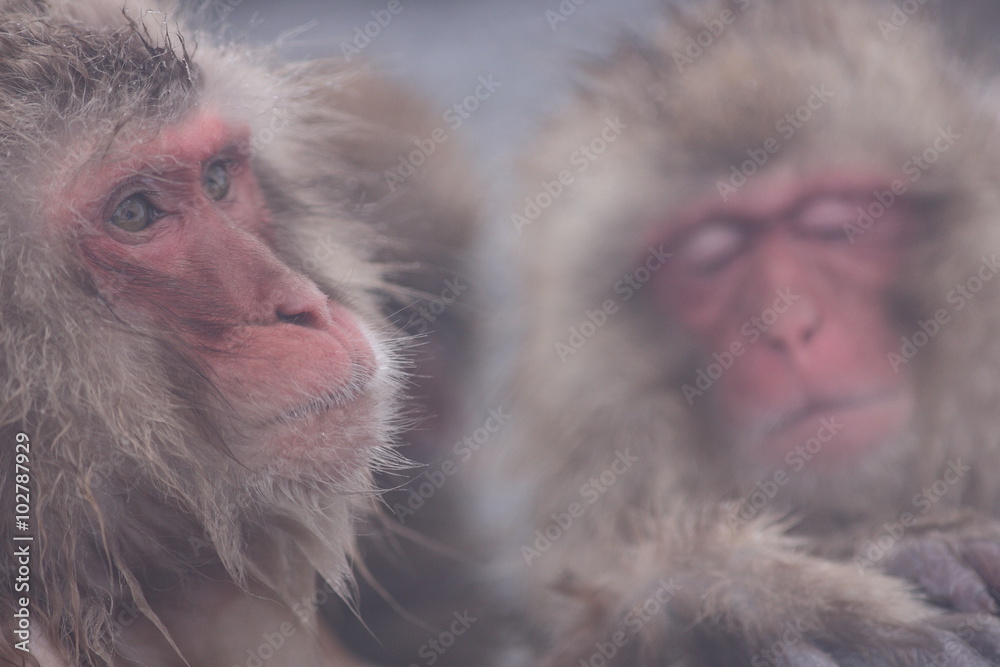 Obraz premium SNOW MONKEY(地獄谷野猿公苑) JIGOKUDANI MONKEY PORK