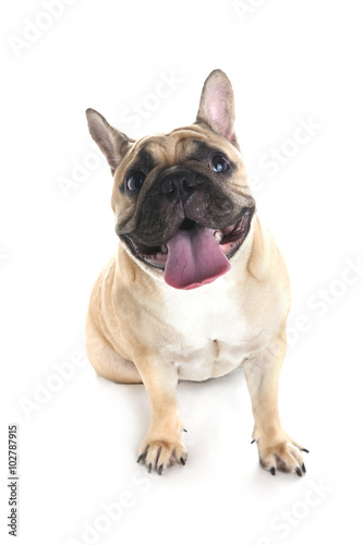 French bulldog on white background