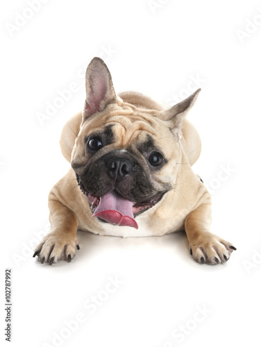 French bulldog on white background © pixtural