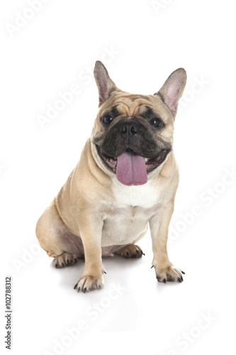 French bulldog on white background