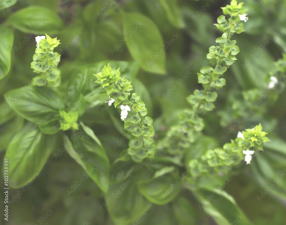 White flowers on a basil plant grown in a shady home garden.  Flowering is undesirable in basil grown for cooking because leaf production halts and essential oil production decreases.