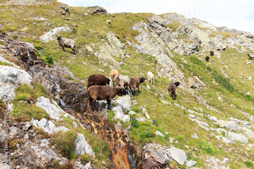 Flock of sheep in the mountains, Hohe Tauern Alps, Austria