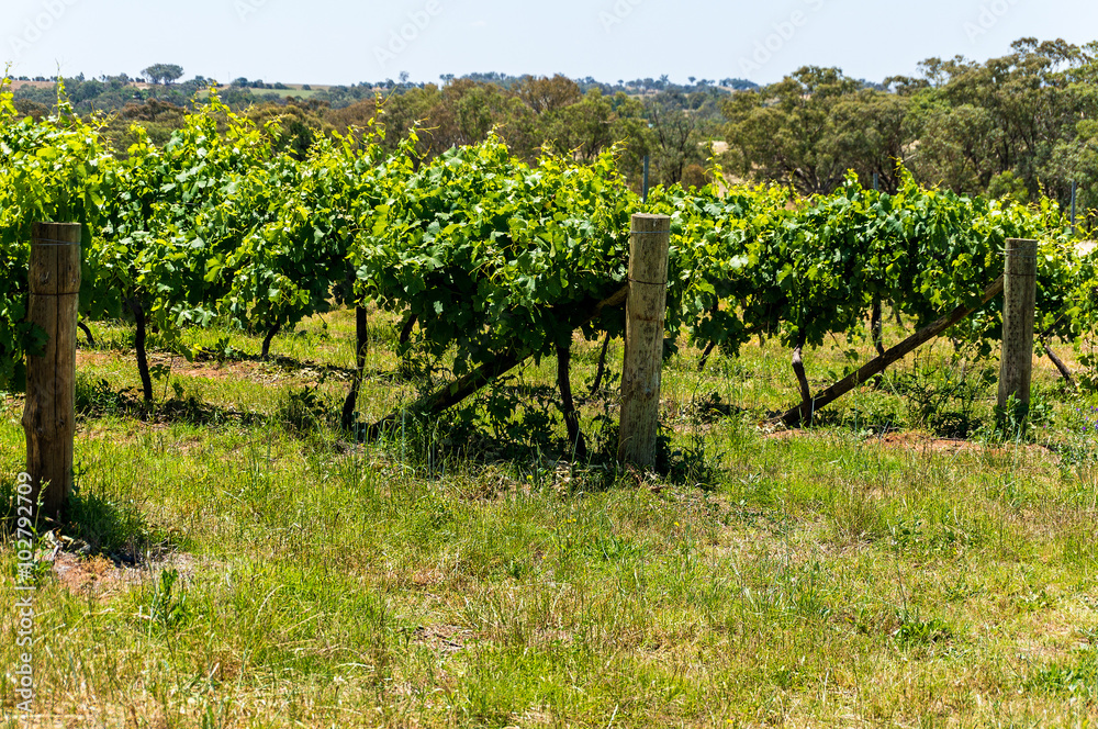 Australian vineyard landscape