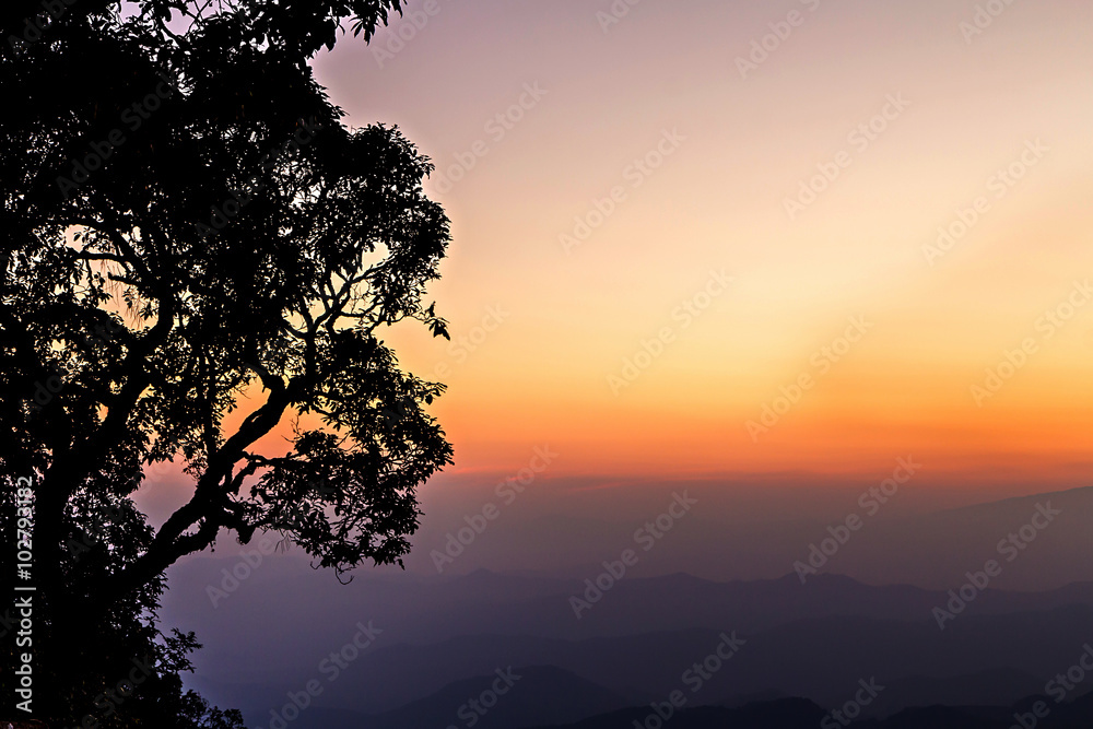 Trees silhouetted and skyline after sunset Trees silhouetted and skyline after sunset