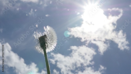 Dandelion seed head flower bflow slow motion against blue sky 1080p FullHD video - Taraxacum plant seed head blowing in front of blue sky in slow-mo HD 1920X1080 footage  photo