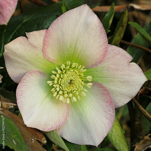 Hellebore - Helleborus