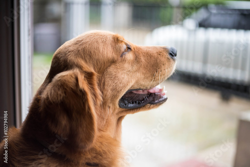 Fototapeta Naklejka Na Ścianę i Meble -  Golden retriever