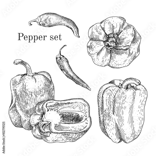 Peppers ink sketches set