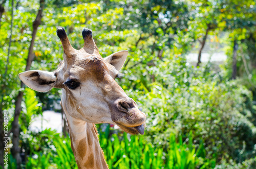 giraffes © kamui29