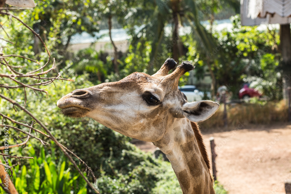 Fototapeta premium giraffes
