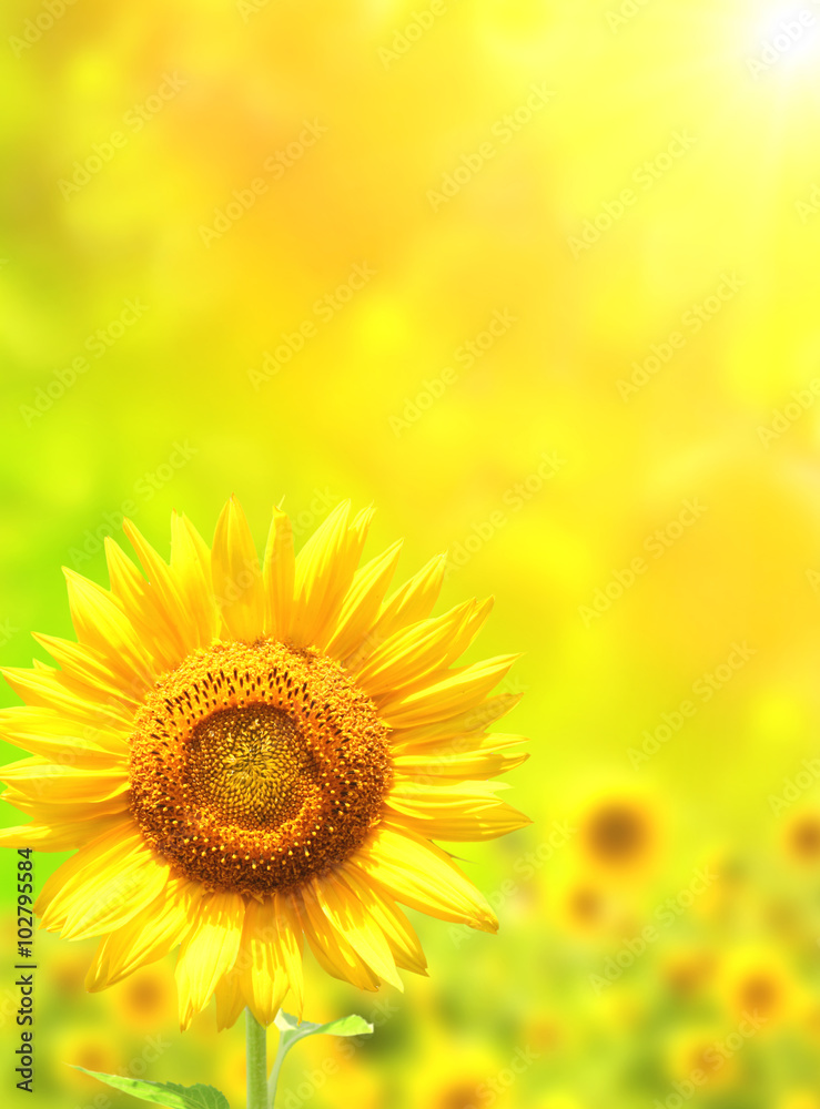 Obraz premium Bright yellow sunflower on green background