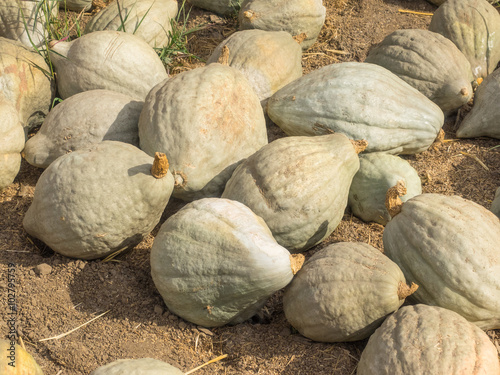 Blue Hubbard Squash