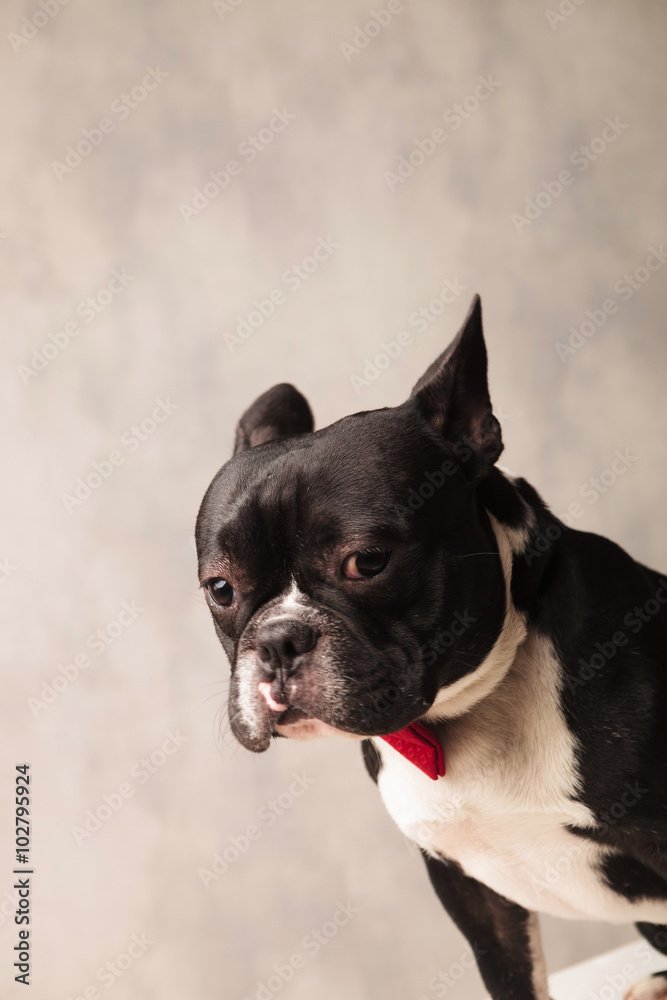 close portrait of sad elegant french bulldog wearing a red bowti